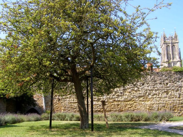 The_Holy_Thorn,_Glastonbury_Abbey_-_geograph.org.uk_-_217631